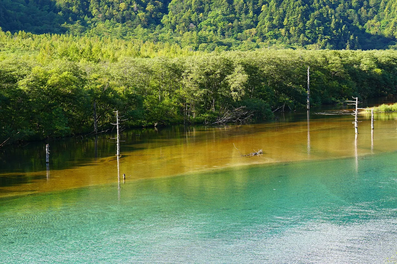 Dead trees standing in Taisho Pond with green forest on the far shore
