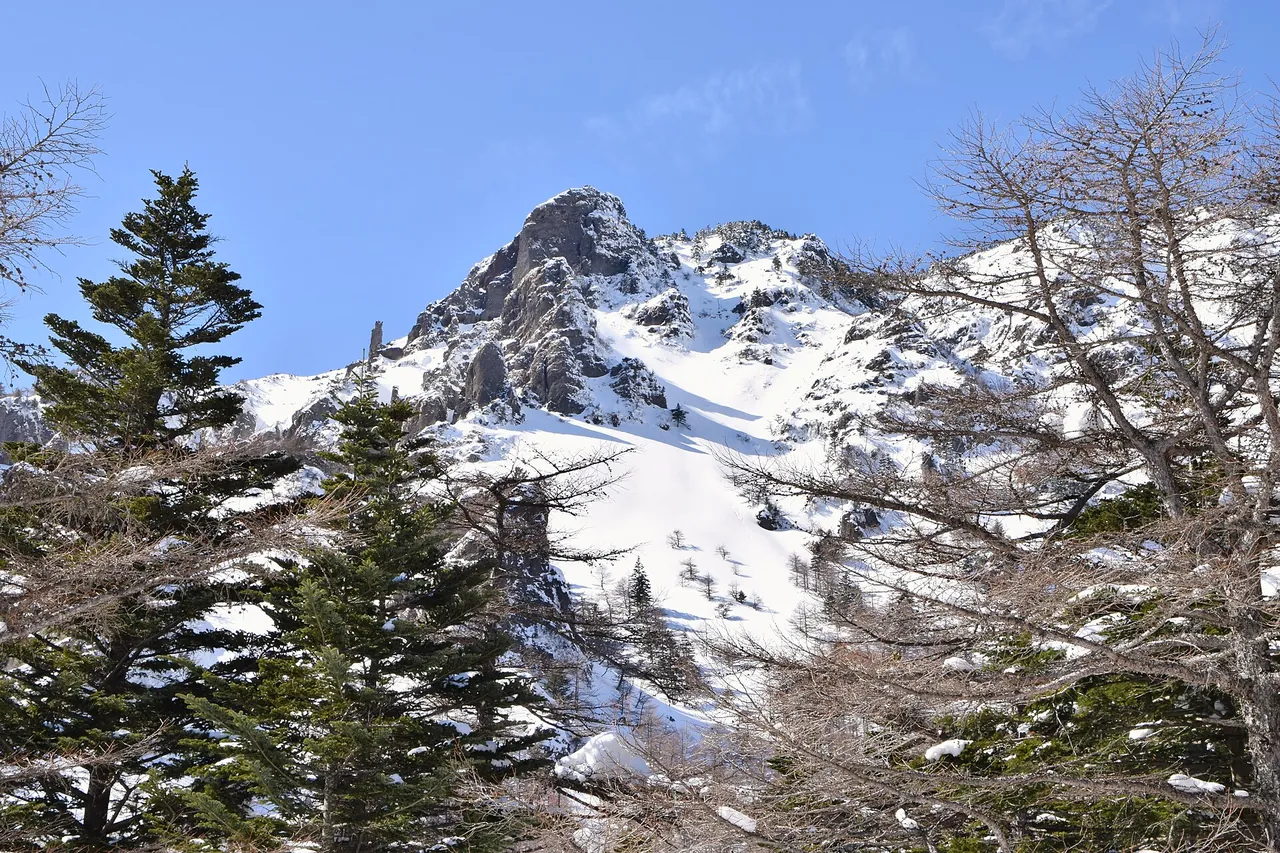 雪をかぶった黒斑山の岩峰と、手前のカラマツと針葉樹