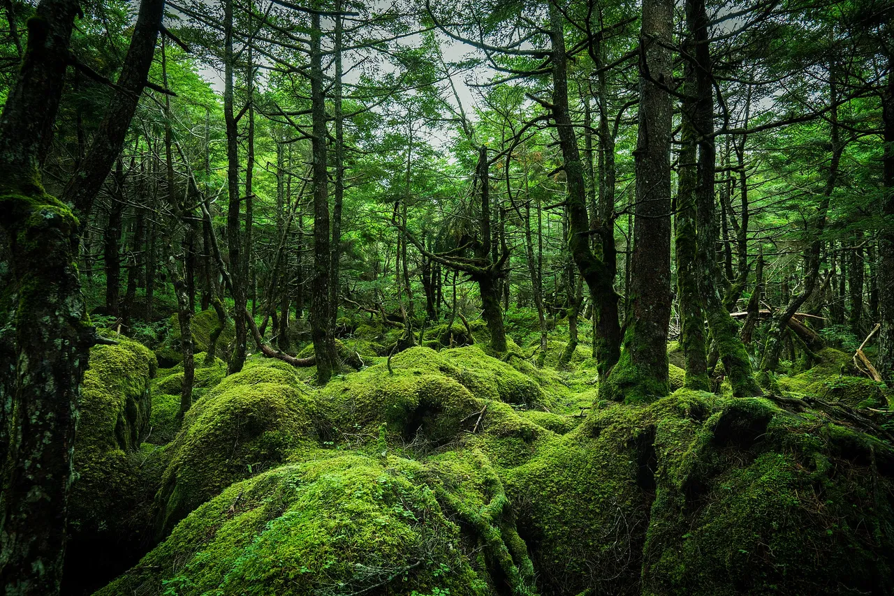苔に覆われた岩と木々が広がる白駒の池の苔の森