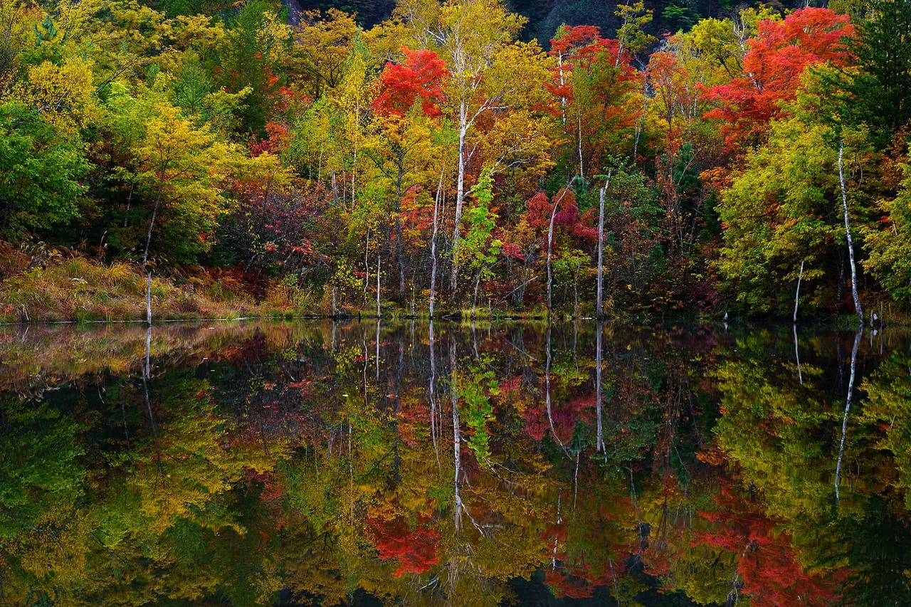 紅葉した木々が水面に映る、一の瀬園地のまいめの池