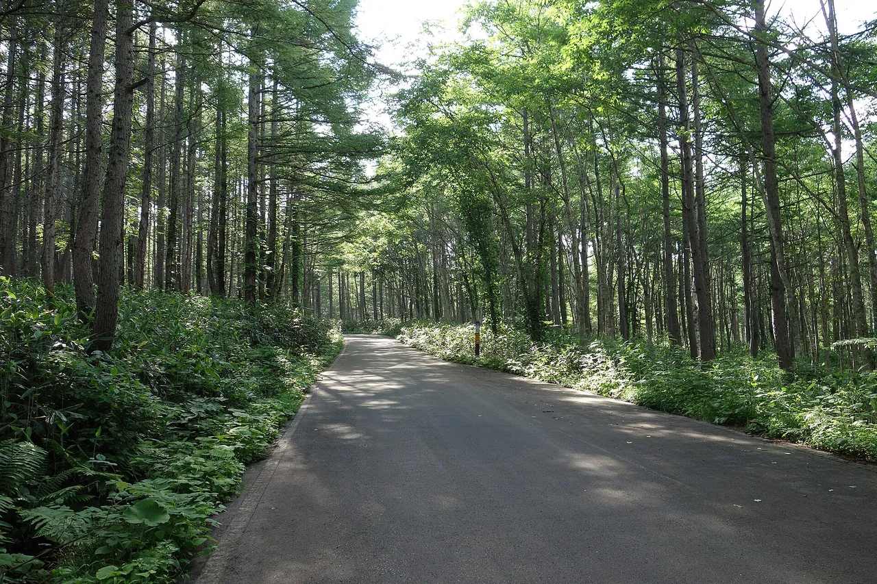 ブナ林の中をまっすぐ延びる奥志賀林道の舗装路