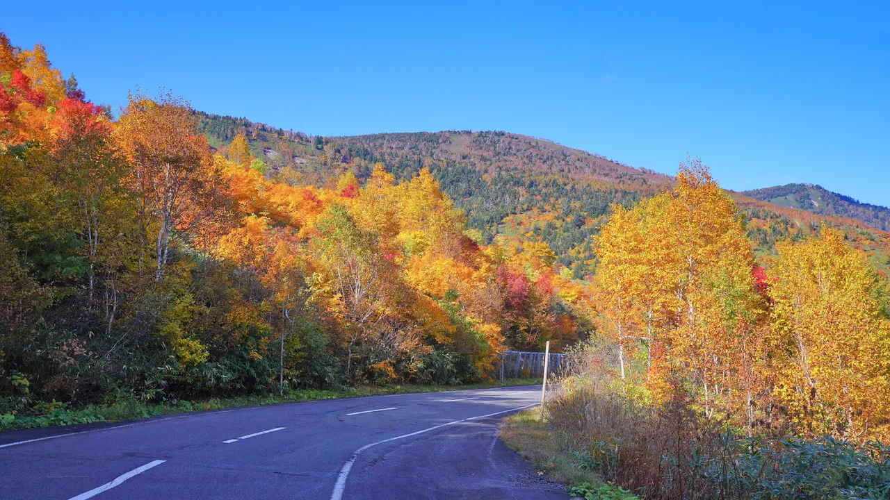 紅葉した木々の中を曲がっていく八幡平アスピーテライン